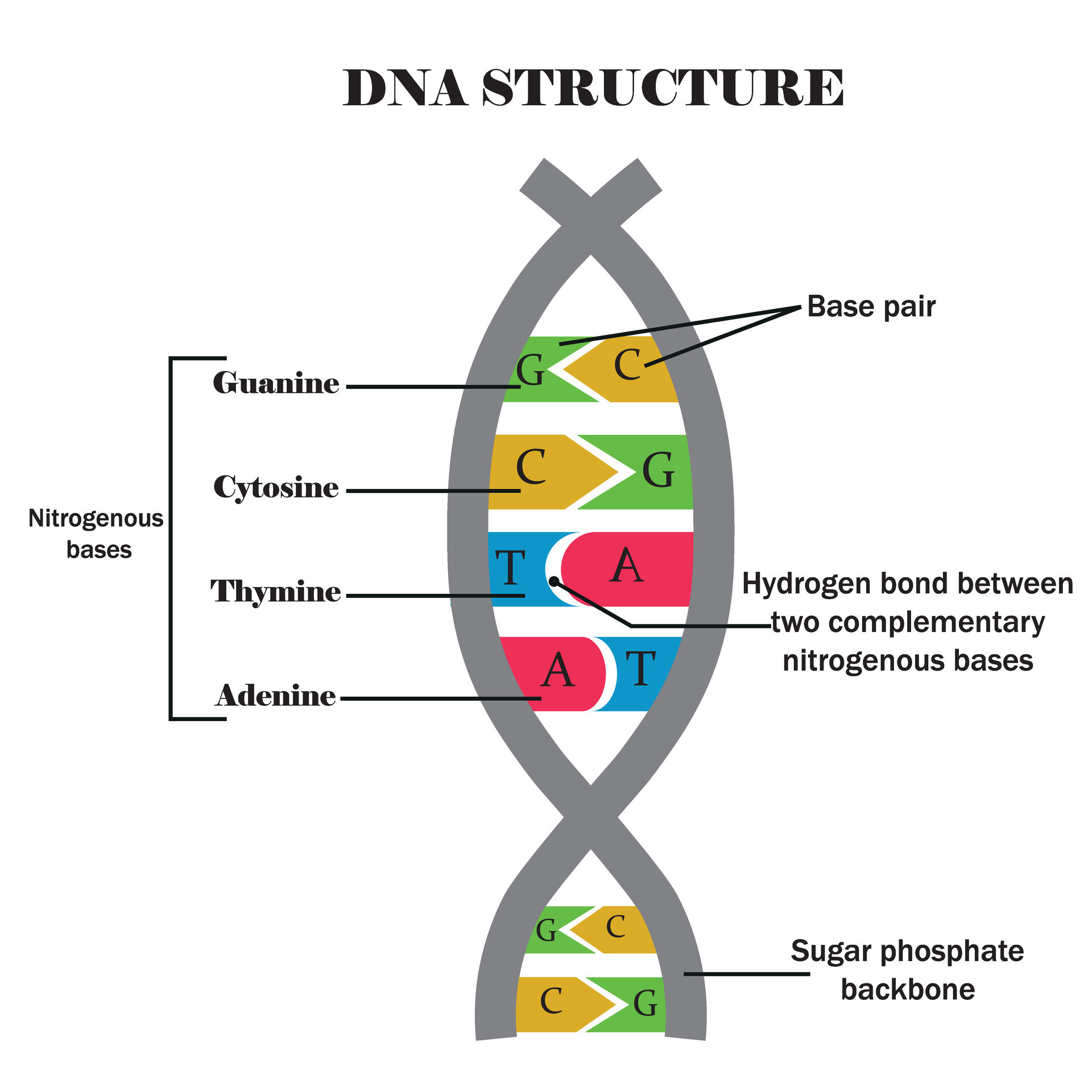 Structure ADN